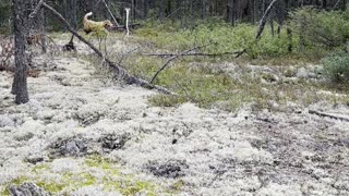 Chasse a la perdrix avec mon Springer Anglais/husky