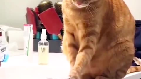 funny cat