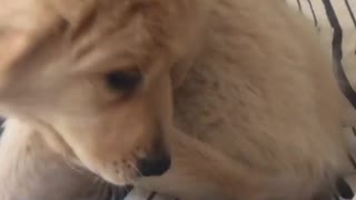 Puppy falls off bed trying to chase his tail