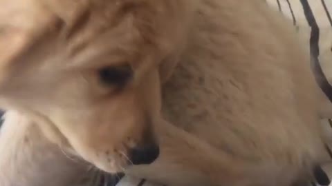 Puppy falls off bed trying to chase his tail