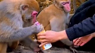 The clever monkey opens the cap of a drink bottle like this #animal #funny #monkey #baby #happy