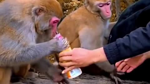 The clever monkey opens the cap of a drink bottle like this #animal #funny #monkey #baby #happy