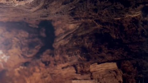 Dropping Phone in Hollowed-Out Tree While Filming Hiding Kitten