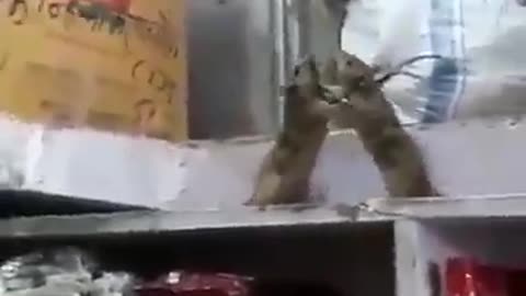 Rat fight. Very funny video