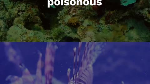 "Exploring the Vibrant World of Fish: Fascinating Facts"