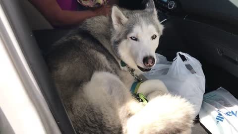 Stubborn husky refuses to give up front seat