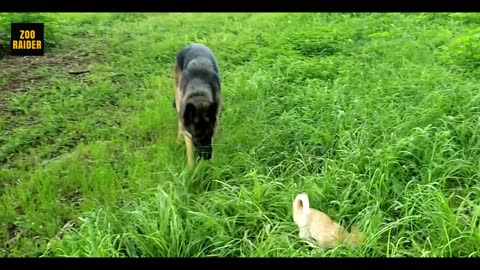 German Shepherd Pup Loves New Cute Kitten Addition