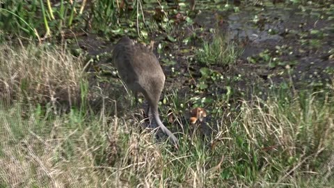 Sandhill Cranes at Orlando Wetlands, FL