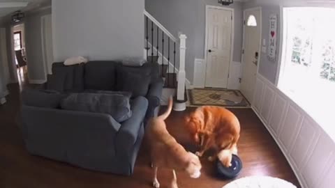 Dog's Tail Gets Stuck in Robotic Vacuum