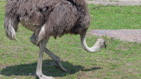 Ostrich Feeding