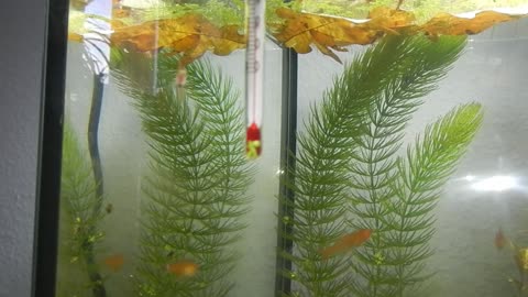 Ember Tetras / Funkensalmler (Hyphessobrycon amandae) :3