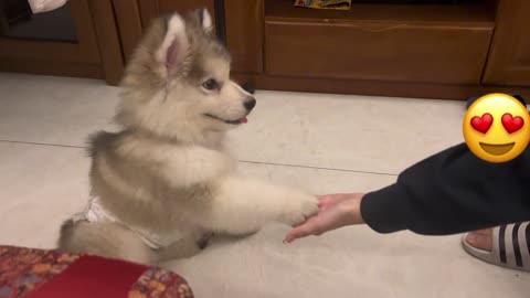 My dog learned to shake hands today