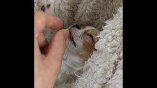 No matter how pulled tongue,cute dog never get up