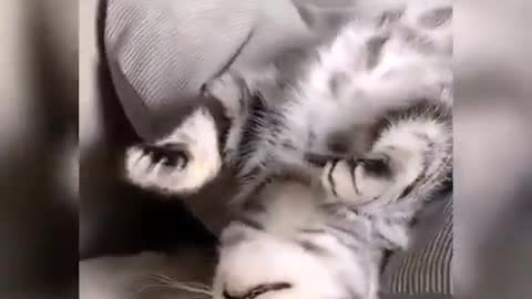 Cute cat snoring. 😻🤣