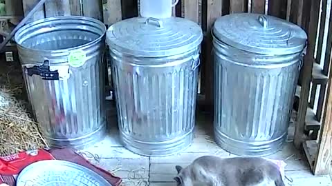 Thieving Groundhog and Baby Come for Chicken Feed