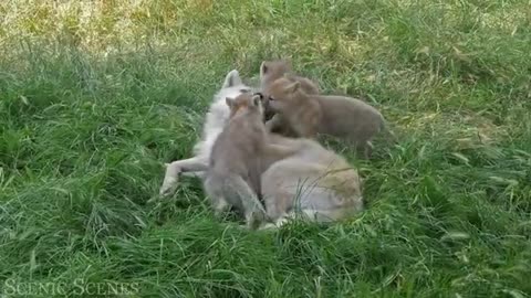 Baby Animals Amazing World Of Young Animals Scenic Relaxation