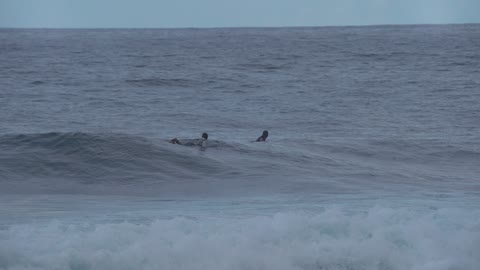 Surfers See Shark and Make For Shore