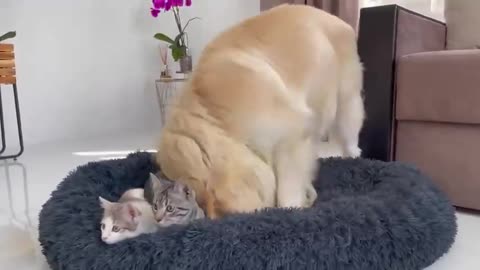 The golden retriever was shocked when a group of kittens took over his bed