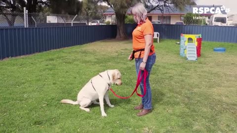 Teaching traning your dog education.