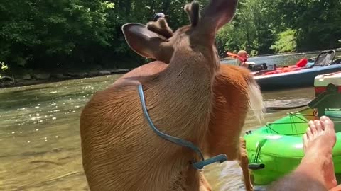 Cute Deer Makes Friends with Kayaker