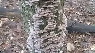 Mushrooms