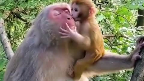 Monkey Mother Love With Baby | Cute Monkeys