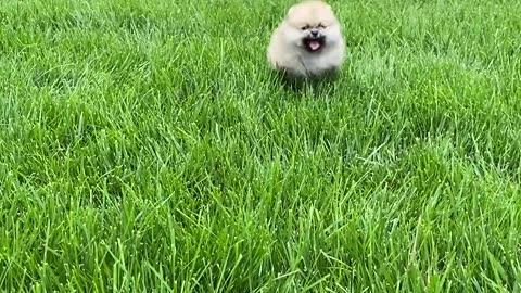 Puppy Running on the Grass