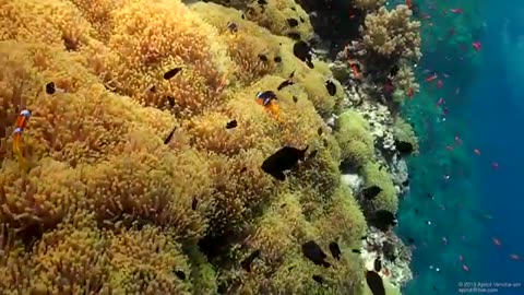 SCUBA Diving Egypt Red Sea - Underwater Video HD