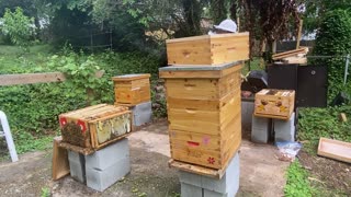 NEW BEEKEEPER CREATE ARTIFICIAL SWARM !