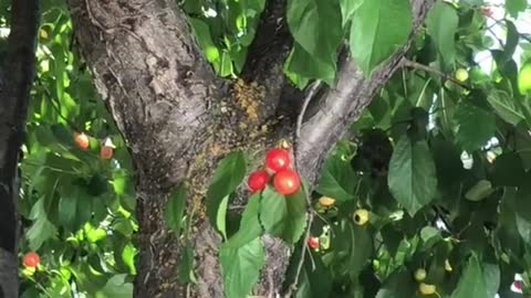 We now own a cherry tree apparently