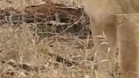 Cutest Lion Cub Roar!
