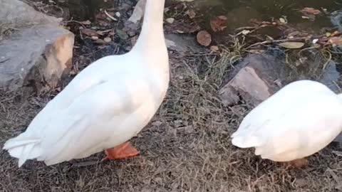 White Geese Sounds By Kingdom Of Awais