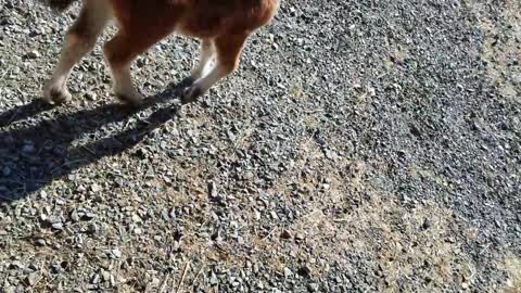 Baby miniature horse chasing me