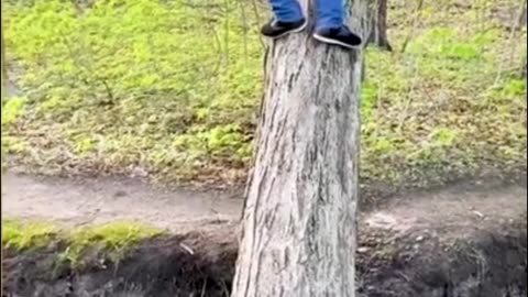 Tree Climber - Funny Fails 😂 TRY NOT TO LAUGH #funny #funnyfails #funnyvideo #humor #humour