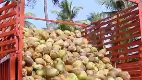 process of making rope from coconut coir