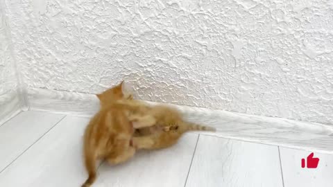 Kittens fighting and Mama Cat to the rescue