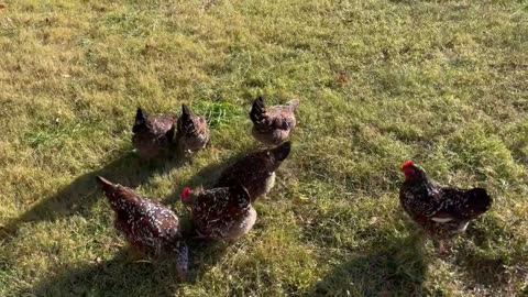Our Hens are treated with Happy Hoppers.