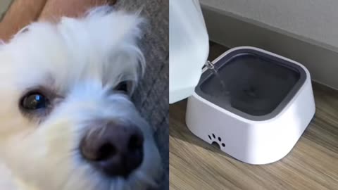 My dog love this water bowl