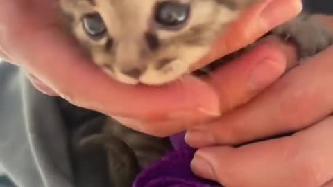 Adorable Kitten Cuteness Overload: Heartwarming Moments of a Tiny Feline Friend"