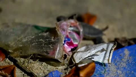 Quiet beaches help Senegal's endangered turtles