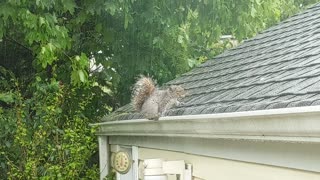 Squirrel In The Rain!