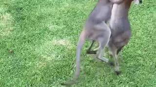 Wild Wallabies in Backyard Bout