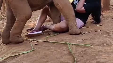 Momento lindo com um elefante em uma fazenda de resgate na Tailândia 🥰🐘 Vídeo por