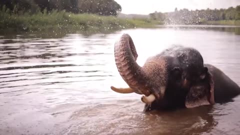 Very nice elephant video2024...funny animals