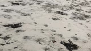 Fowl-Chasing Frenchie Falls Into Water
