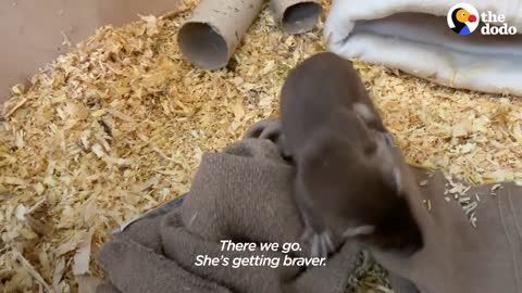 Tiny Baby Stoat Has The Best Reaction When She Meets Someone Like Her