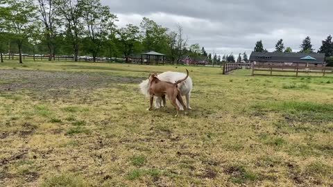 German Shepherd Attacks Pitbull [OFF LEASH DOG PARK]