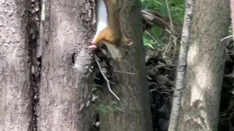 Aggressive red tailed squirrel