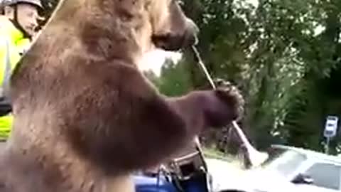 Bear in Russian Traffic 🚦