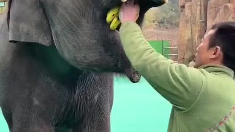 Hewan Gajah